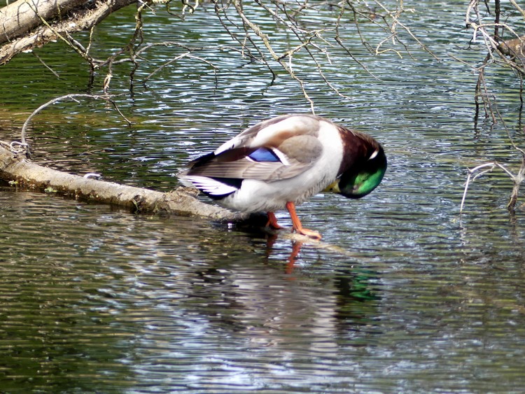 Canard à sa toilette