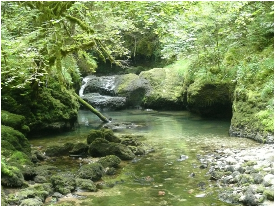 LE  PÈLERINAGE  DE  BERTILLE 