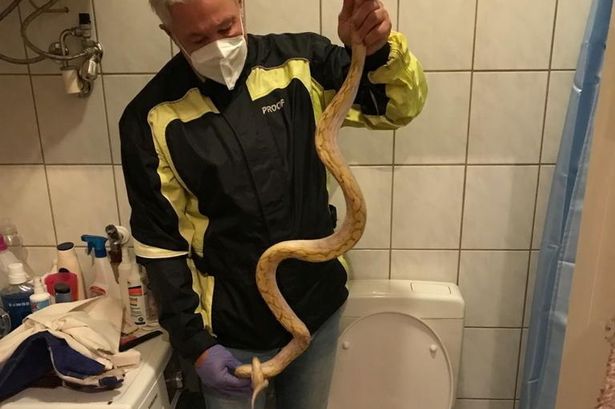L'expert en reptiles Werner Stangl a été chargé de retirer le serpent
