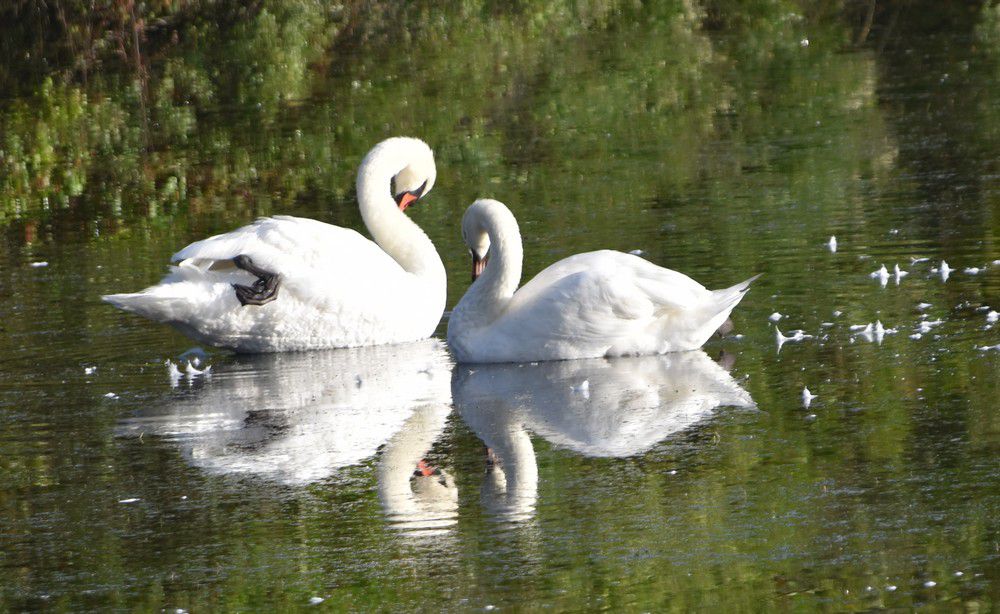 Un couple de cygnes blancs en septembre 2020...