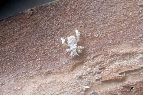 Reduvius personatus, le Réduve masqué (larve)