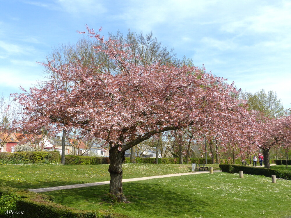 Surprise dans le parc St-Pierre 