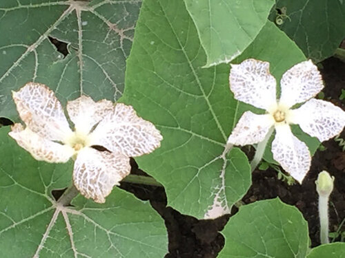 Calebasse deux fleurs