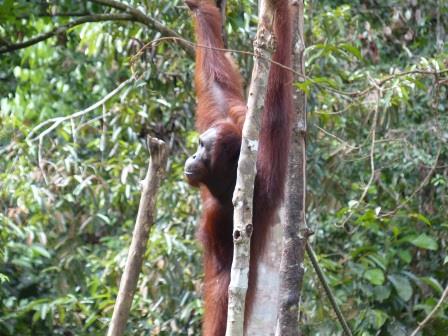 les orang-outans de bornéo  