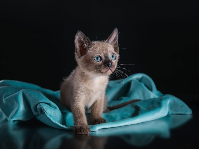 Le chat tonkinois fait partie des races de chats qui s'entendent bien avec les chiens.