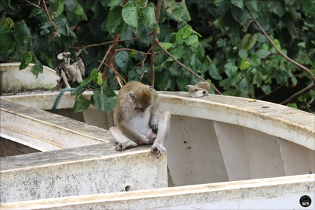 Le macaque Crabier de l’île Maurice