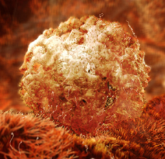 rencontre ovocyte spermatozoide