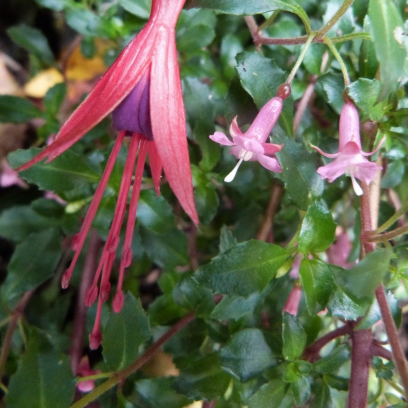 Le fuchsia Lottie Hobby...comparaison avec la fleur du fuchsia riccartonnii