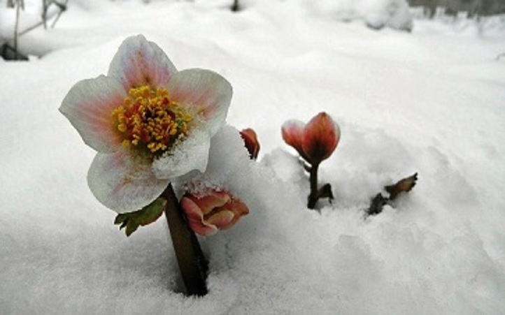 LA ROSE DE NOËL