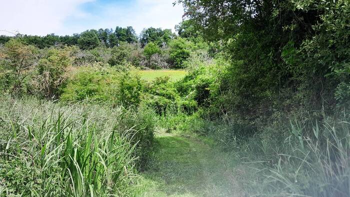 Les étangs de Saint-Georges-sur-Arnon