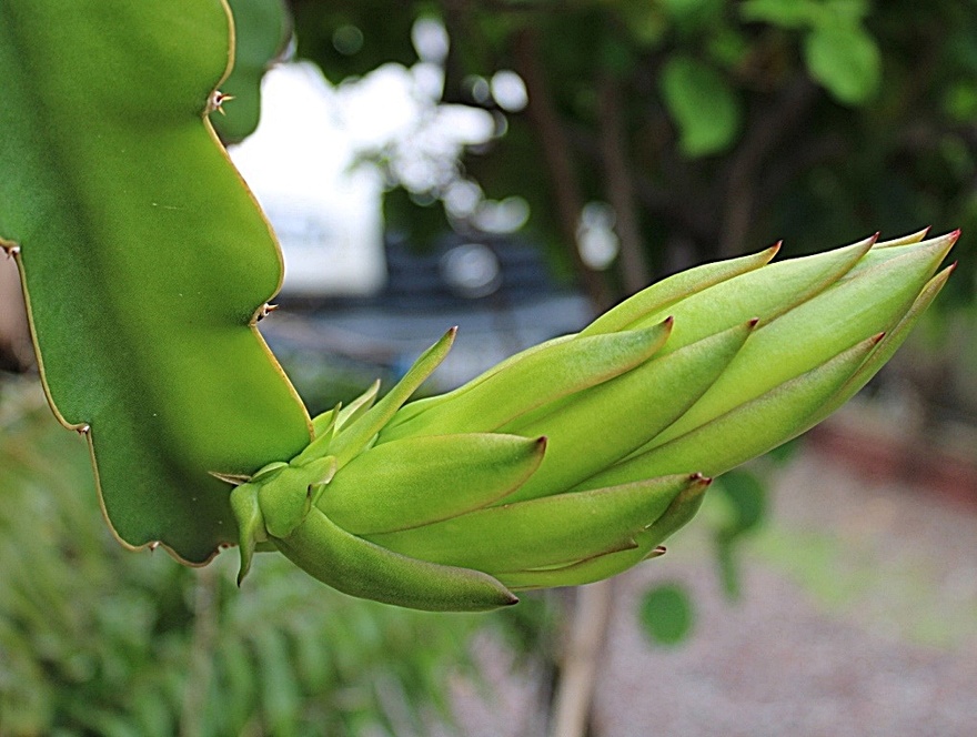 14/11/22 : Mon jardin (fleurs, arbres, fruits, etc...) en 2021 et 2022 (1/4)