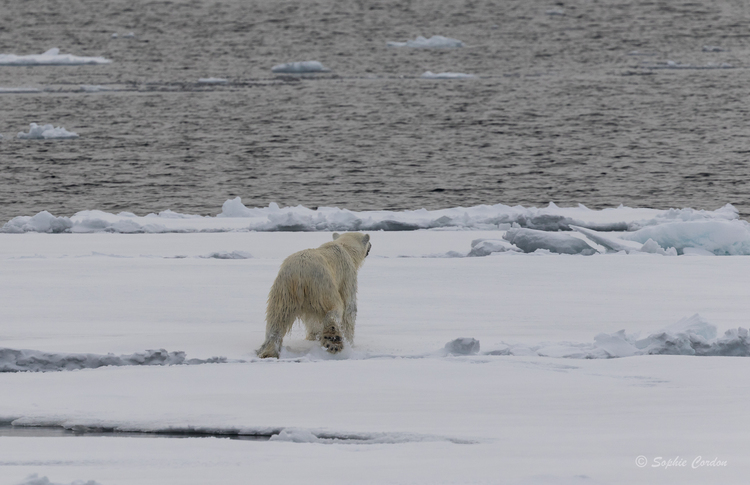 L'ours nageur... encore lui