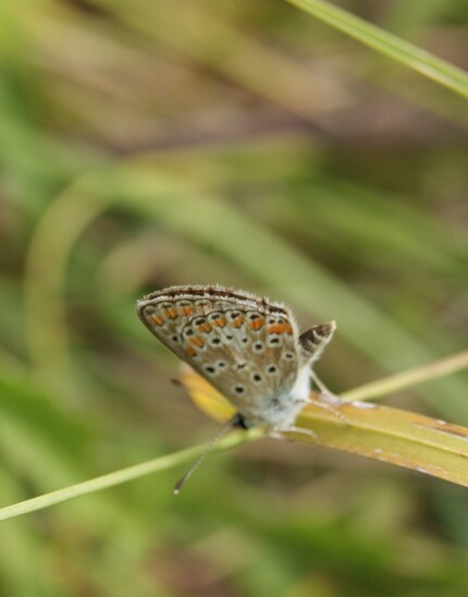 L'azuré porte-queue ou Lampides boeticus, petit papillon bleu