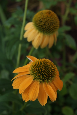 Echinacea melon du massif d'accueil