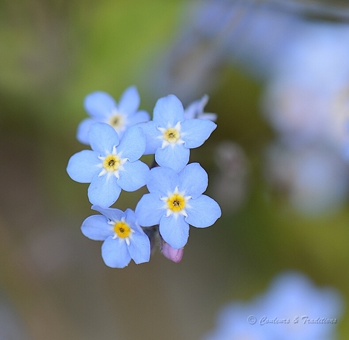 Myosotis - Couleurs & Traditions