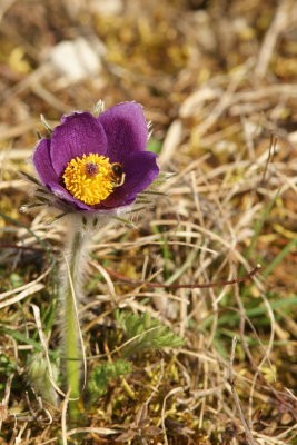 anemone-pulsatille-pagny-le-mont05.jpg