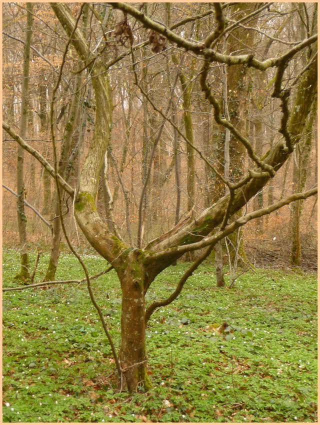 Blog de turlututu : mimipalitaf et ses photos, bois de cerf dans les arbres,