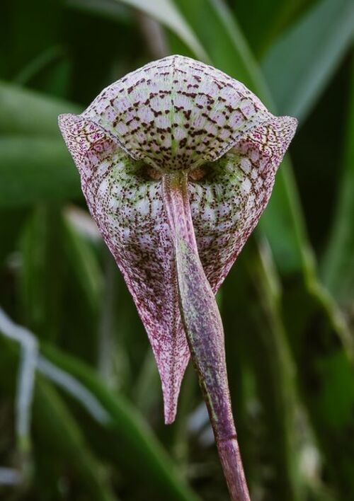 Fleurs insolites