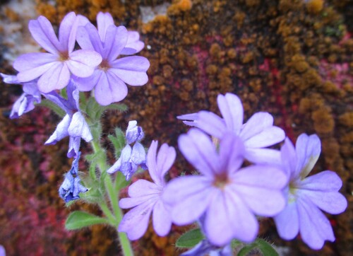 Fleurs roses