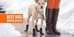 mode fashion dog boots fashion 