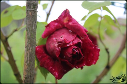 Après les pluies    ..... les averses et les roses: