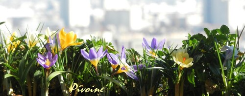 PROMENADE AU MILIEU DES CROCUS DE MON BALCON