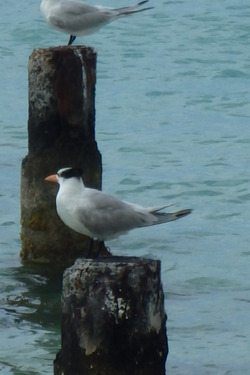 Sur mon l'ile....D'Henri Salvador ...à moi 