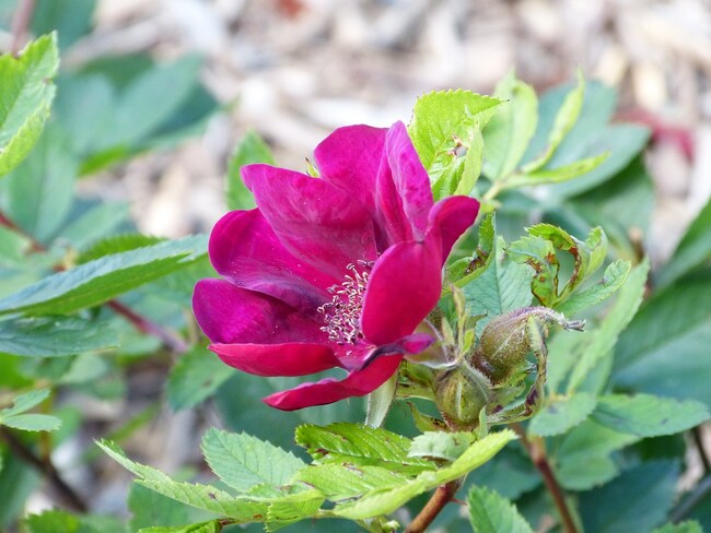 Basye's purple rose