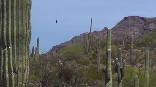 cactus arizona