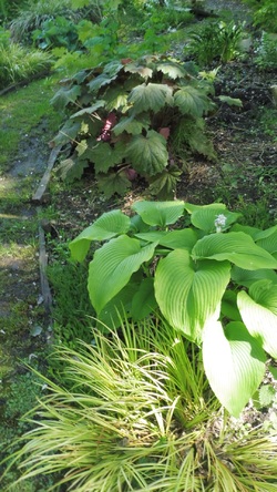 Jardin  de Gilles 2019