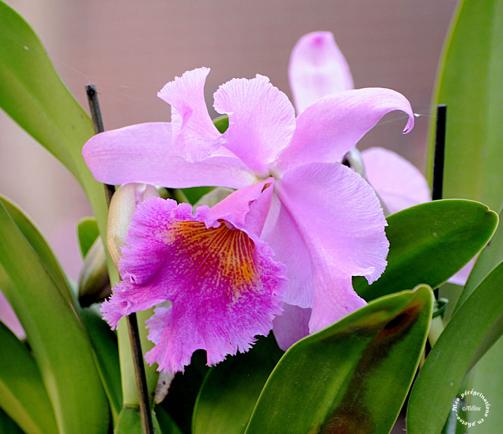 Exposition d'orchidées d'Annequin (5)