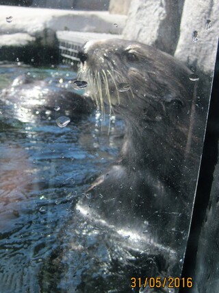 loutre de mer californienne