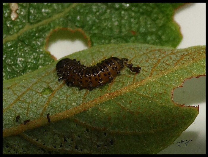 Larves de coccinelles.