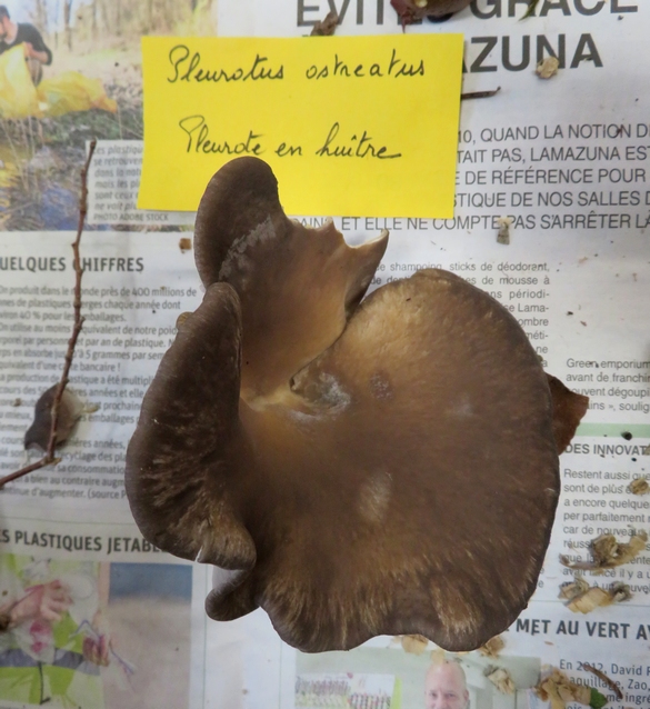 Une belle récolte de champignons déterminée par la Société Mycologique du Châtillonnais...