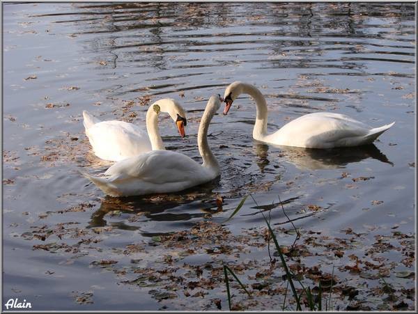 Cygnes_Cesson_Nov07__5_