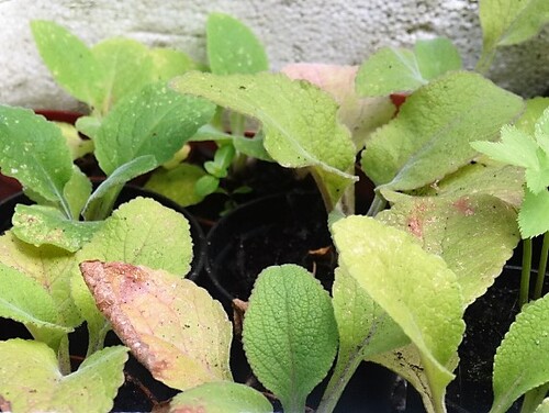 Quoi de neuf à la nurserie cet été ?