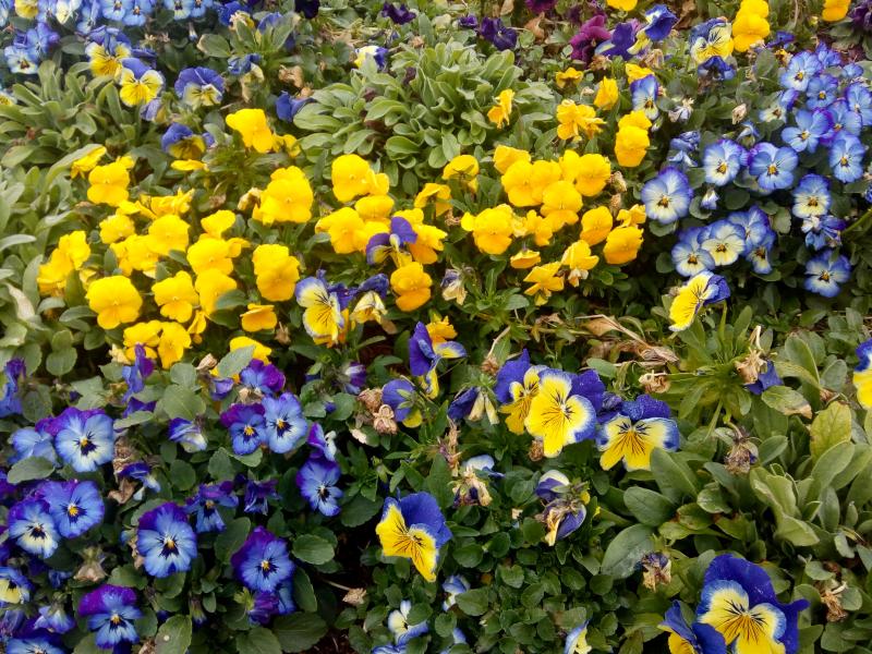 ces couleurs annoncent le printemps