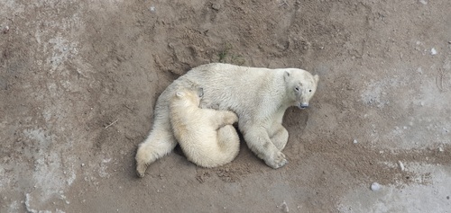 Ours polaires