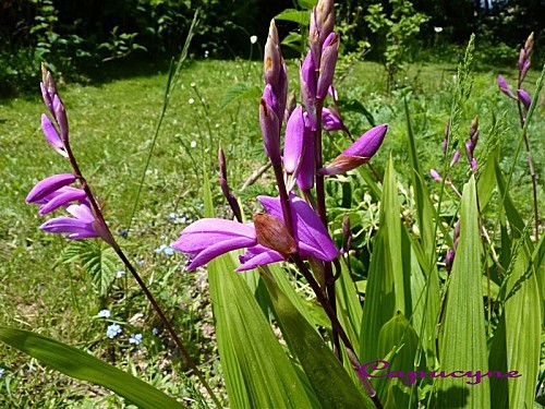 17-mai-2010-orchidee-de-jardin--Capucyne-4-.JPG