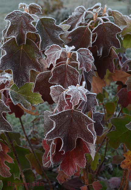 PREMIERS FRIMAS: L'avis des hydrangeas