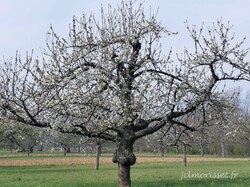 J 5 de Molsheim au Mont Saint Odile