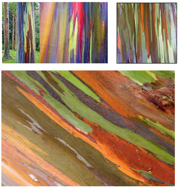 eucalyptus-arc-en-ciel-arbre