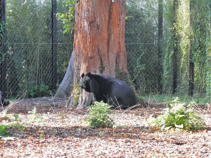 Pairi Daiza, octobre 2018