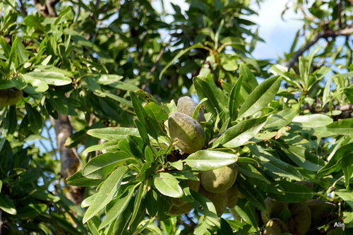 Un fruit sec : l'amande !