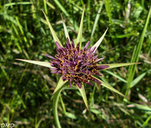 Tragopogon porrifolius  -  salsifis de Provence