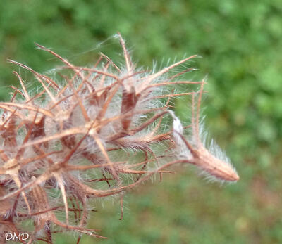 Trifolium angustifolium - trèfle à feuilles étroites