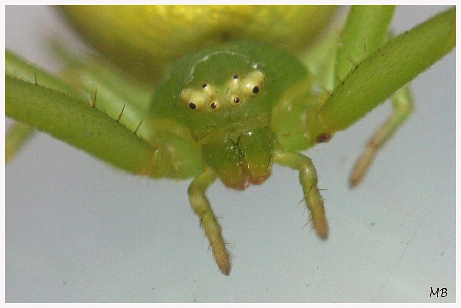 Arachnides-04-6067.jpg