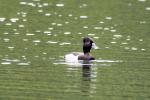 Oiseaux