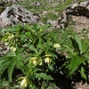 Hellébore vert (Helleborus viridis)
