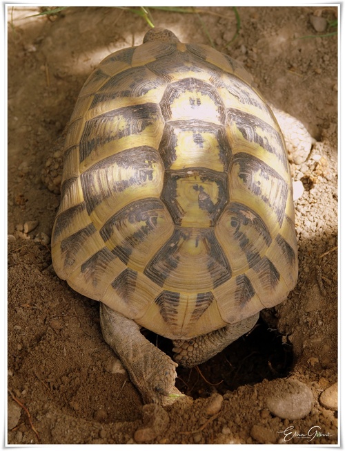 Enclos pour tortue terrestre.